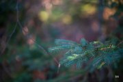 Otus-100-Samples-4