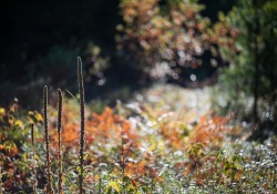 Autumn-Beauty-3