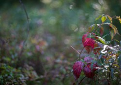 Autumn-Beauty-4