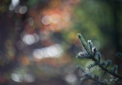 Autumn-Beauty-5