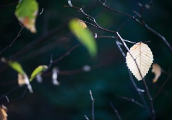 Autumn-Beauty-6