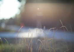 Autumn-Beauty