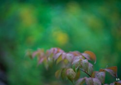 Cloudy-Otus-26