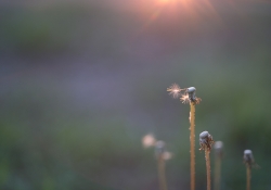 Flare Resistance-2