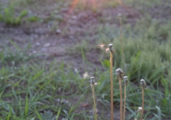 Flare Resistance-4
