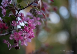 Real World Bokeh-11