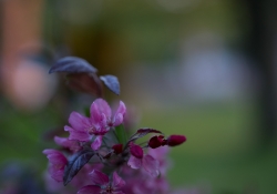 Real World Bokeh-12