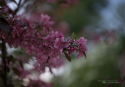 Real World Bokeh-14