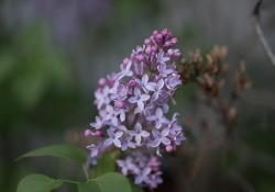 Real World Bokeh-16