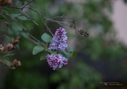 Real World Bokeh-17