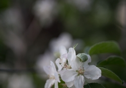 Real World Bokeh-18