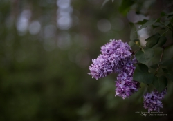 Real World Bokeh-19