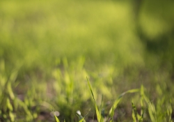 Real World Bokeh-2