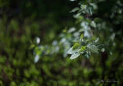 Real World Bokeh-3