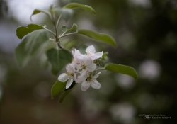 Real World Bokeh-5
