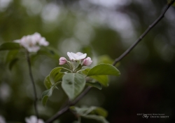 Real World Bokeh-6