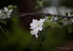 Real World Bokeh-7