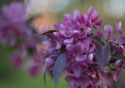 Real World Bokeh-8