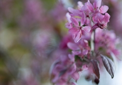 Real World Bokeh-9