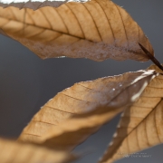 Beech Plus Crop-2
