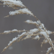 Dried Plus Crop-2