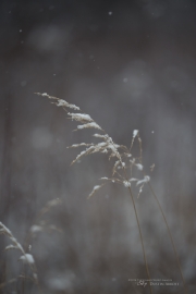 Dried Plus Crop
