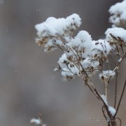 Fine Art Plus Crop-2