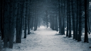 Landscape Plus Crop