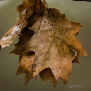 Oak Plus Crop-2