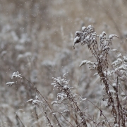 Path Plus Crop-2