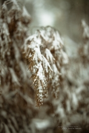 Samples-14