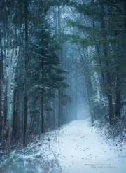 Down Winter's Path