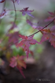 Samples-2