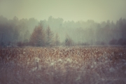 Winter at f/1.4