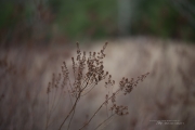 Samples-37