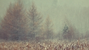 Winter at f/1.4