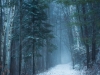 Down Winter's Path