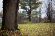 Bokeh Everywhere