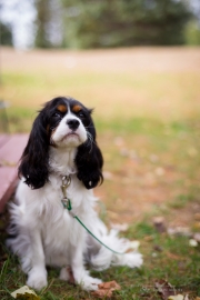 Doggy with Bokeh