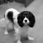 Doggy