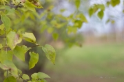 Lovely Bokeh
