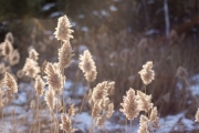 More Bokeh