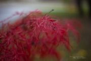Rich Color and Bokeh