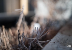 Bokeh