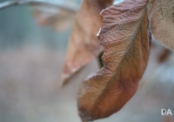 Close Focus-2