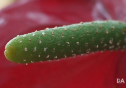 Close Focus Detail-2