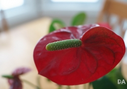 Close Focus Detail