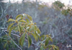 Medium Bokeh