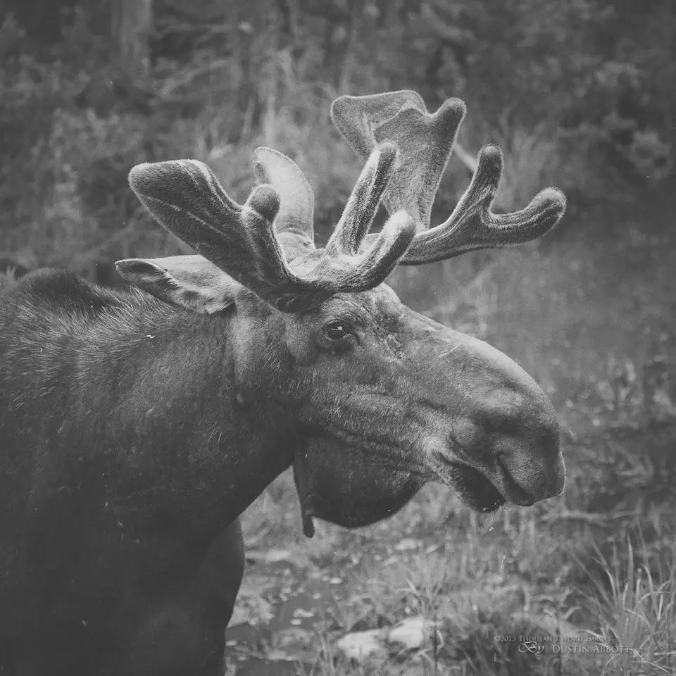 016 Algonquin Moose-8