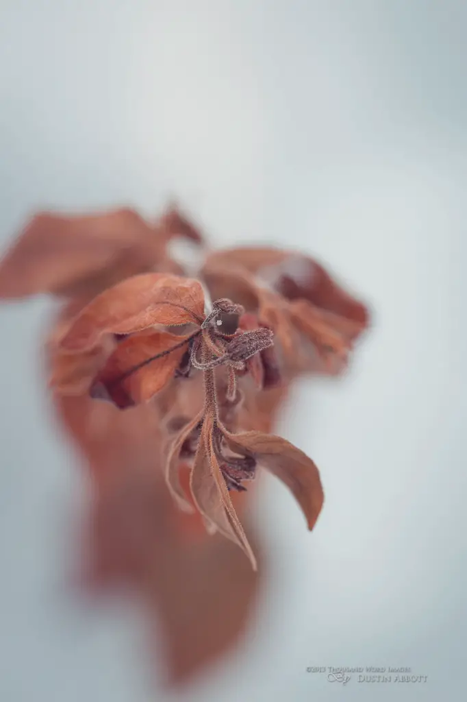 Dried Elegance